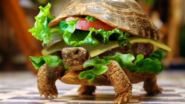 turtle-burger-tho.jpg